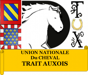 Auxois Horse