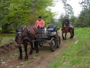 ©  ANR Cheval d'Auvergne