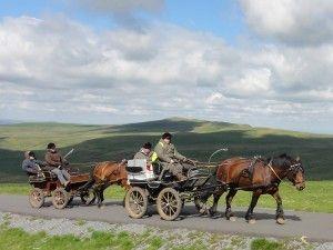 ©  ANR Cheval d'Auvergne