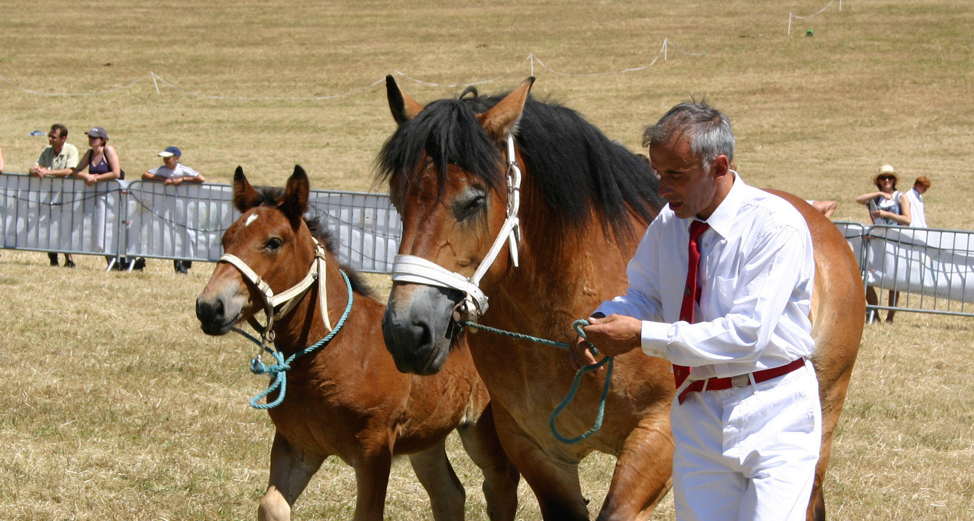 Auxois Draft - Energie Cheval