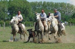 © ANR cheval camargue