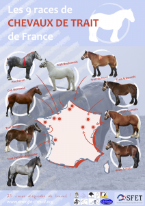 Carte chevaux de trait - petit format