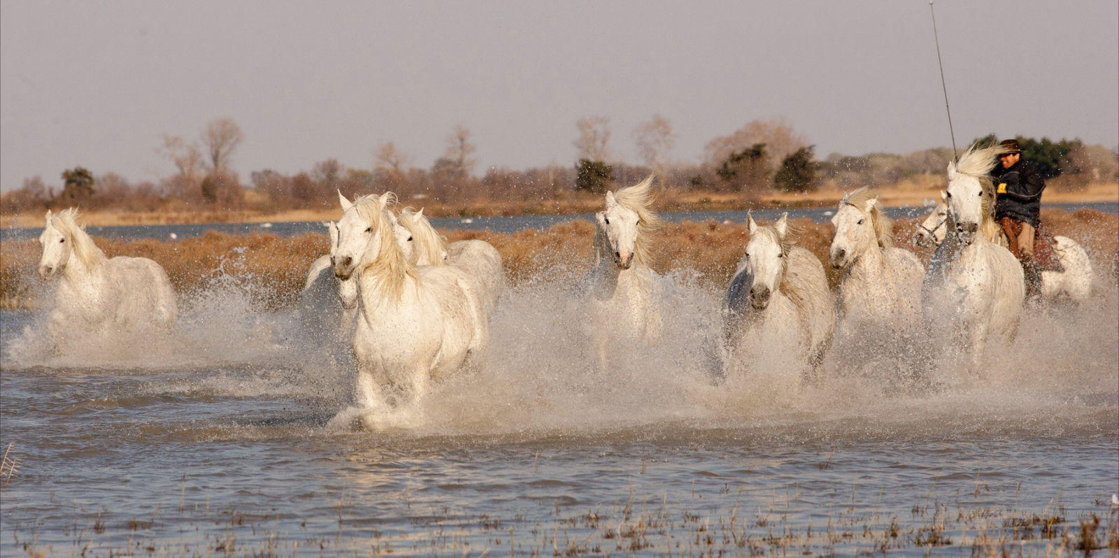 Camargue Horse