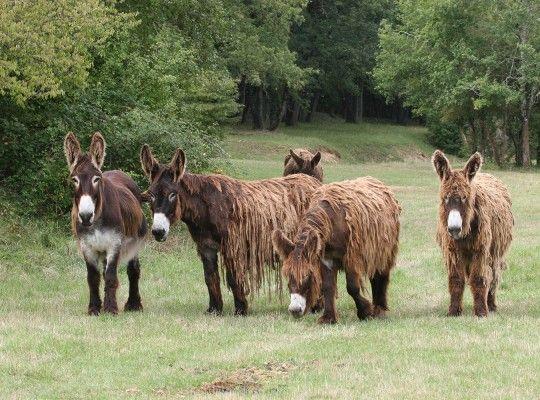 ©-E.-Rousseaux---Baudet-du-Poitou-(3)