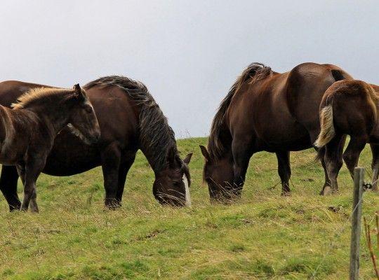 © E. Rousseaux - Cantal été 2014