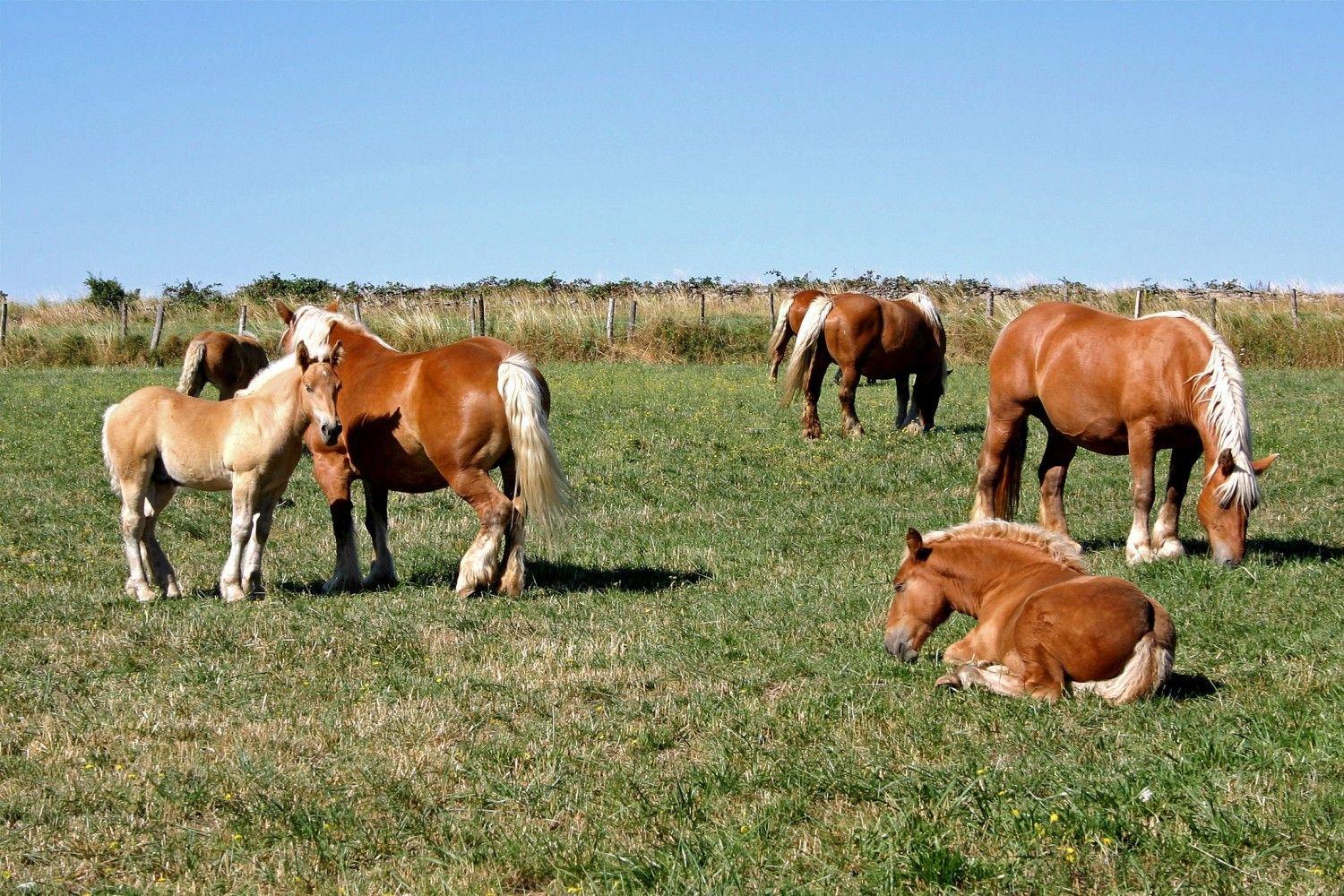 Horse meat