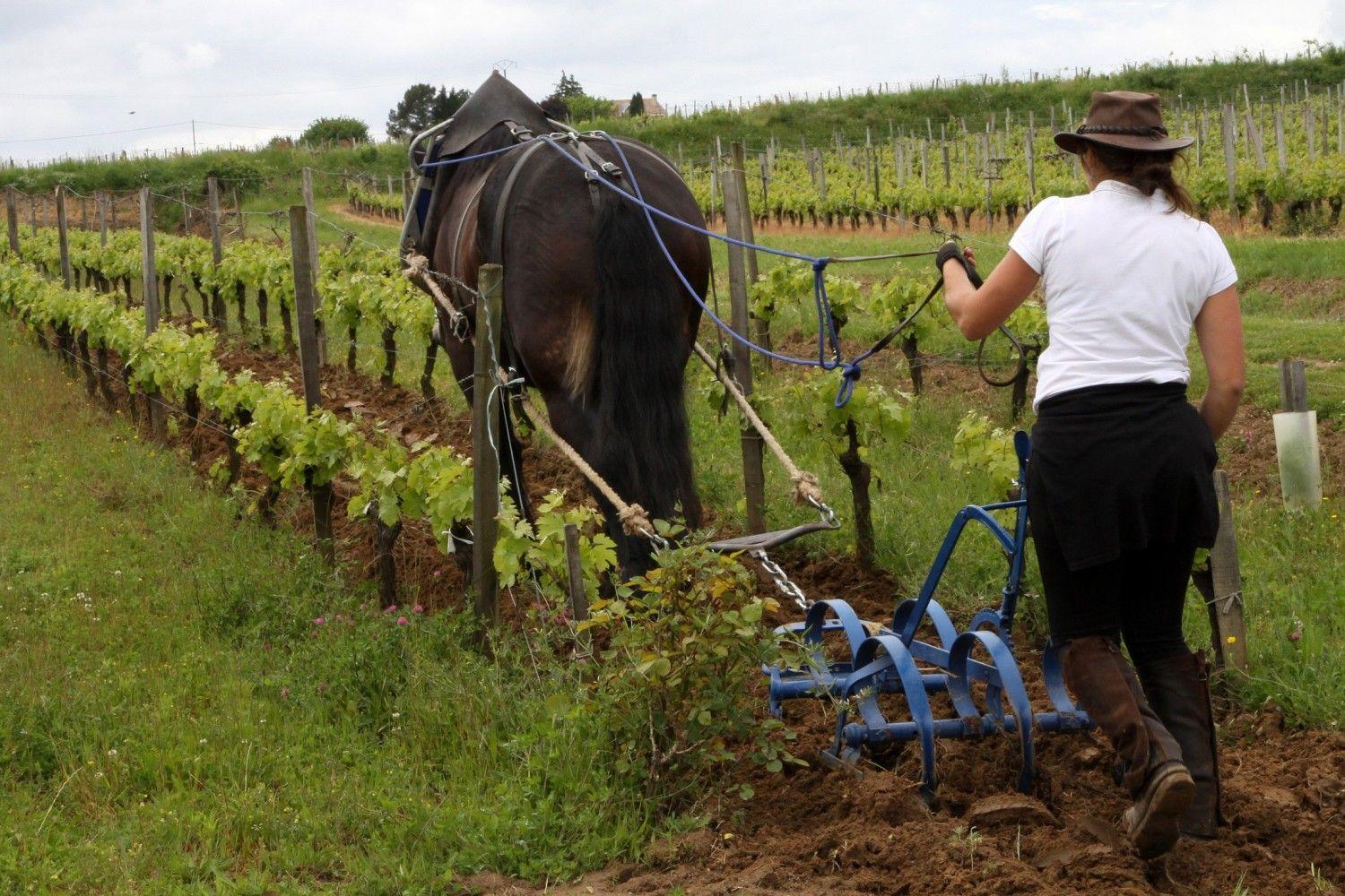 Viticulture au cheval