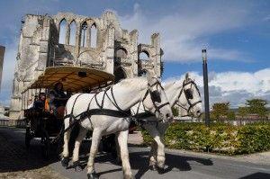 © IFCE - Boulonnais - Transport de personnes