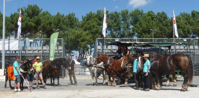 Equidés de travail Championnats d'Europe de Horse-Ball 2015