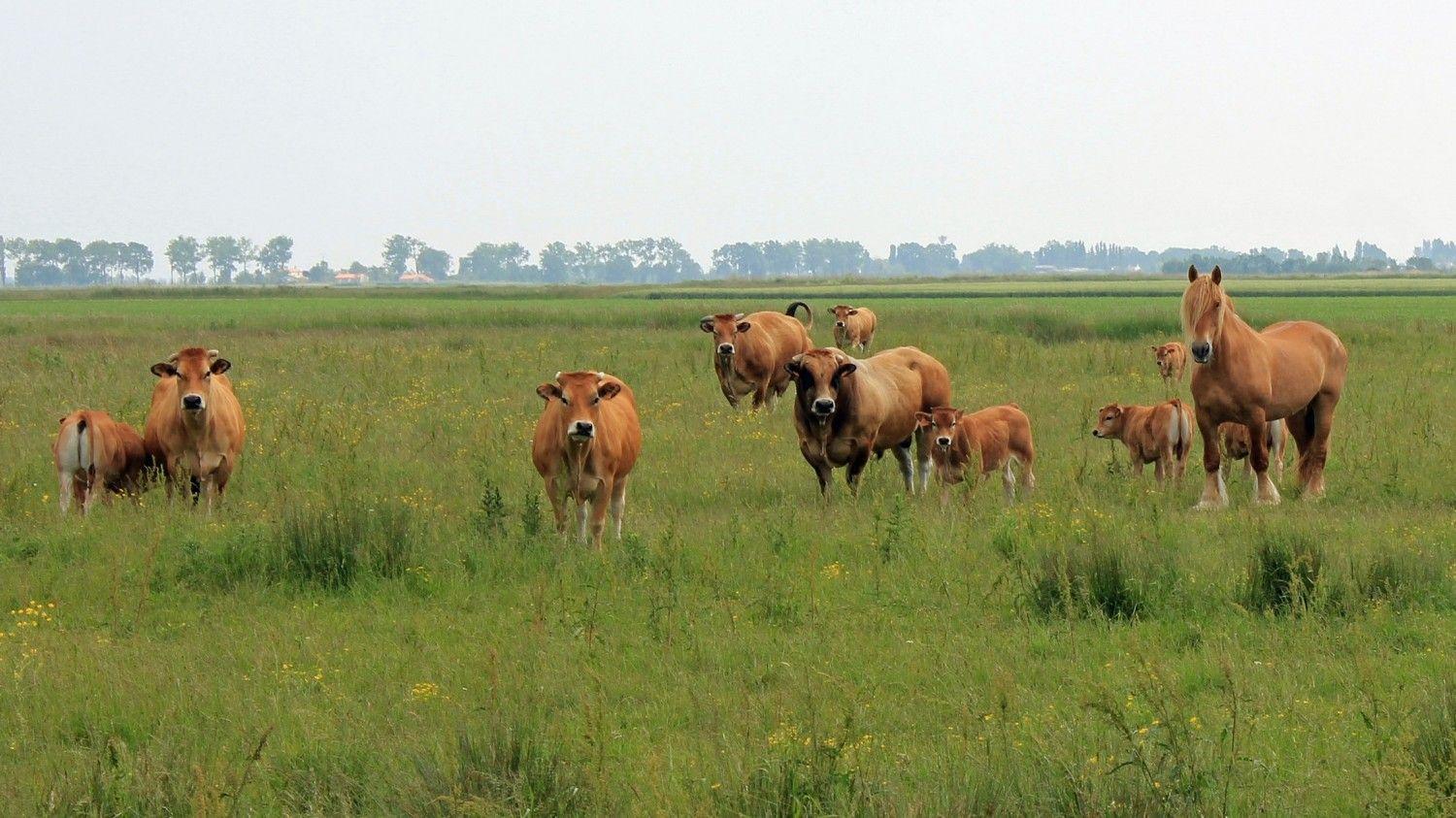 © E. Rousseaux - Trait Poitevin / Vaches Parthenaises 