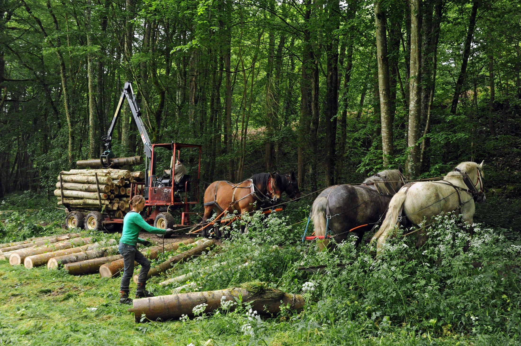 © JL. Dugast - Attroupement Percherons - Porteur forestier hippomobile Comtois