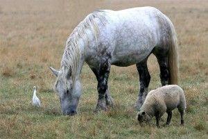 © E. Rousseaux - Trait Poitevin, mouton et Héron garde-bœufs