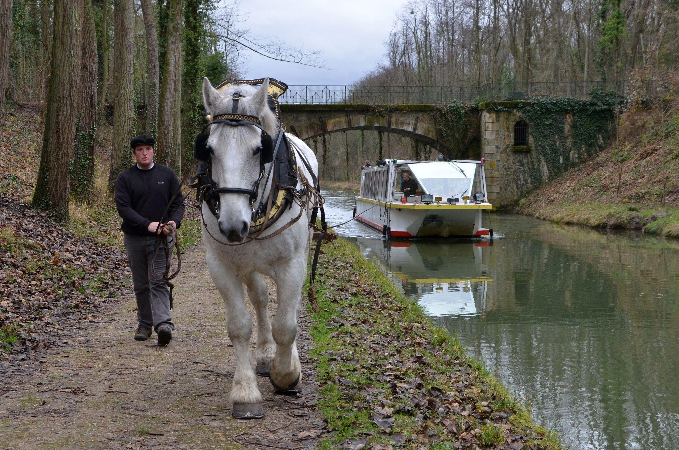 Towing barges with horses