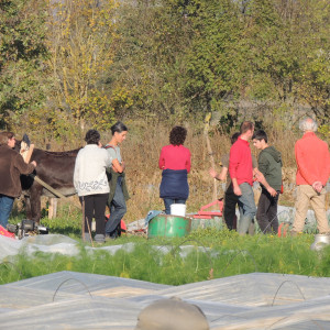 formation âne maraîcher