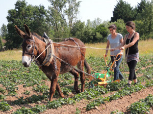 formation âne maraîcher