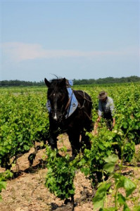 cheval vigneron
