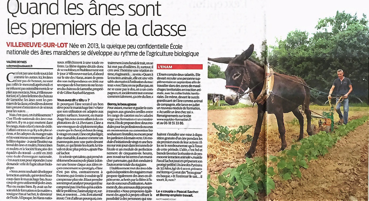 Article Sud ouest