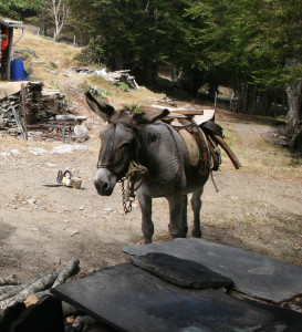 Calerucciu (Orezza) anes 1