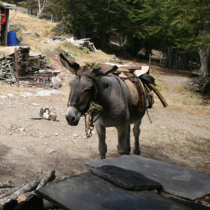 Calerucciu (Orezza) anes 1