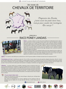 Découverte Poney landais Energie Cheval